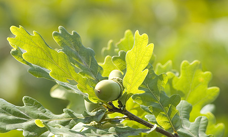 Boen parkett environment oak leaf nut